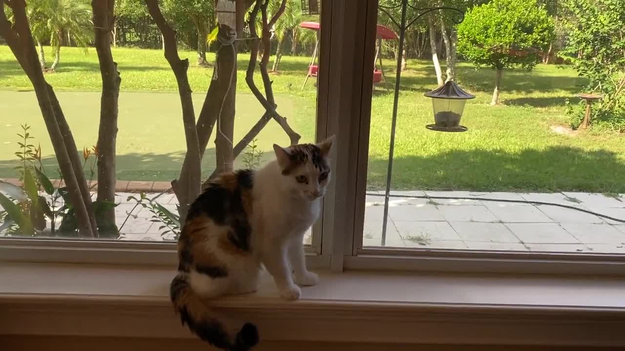 Funny Great Dane Interrupts Humming Calico Cat's Birdwatching