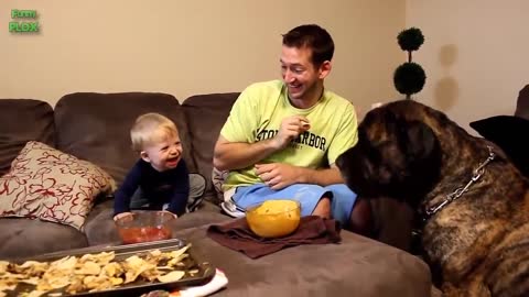 Funny Babies Laughing Hysterically at Dogs Compilation