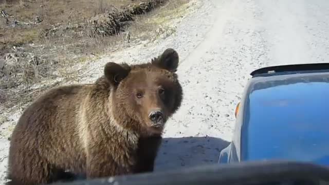 The bear asks for food