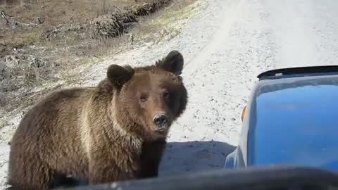 The bear asks for food