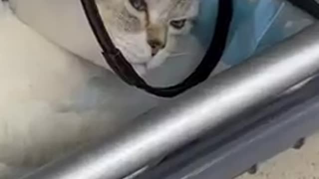 Funny little cute cat videos.