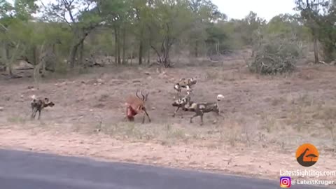 Wild Dogs v Impala - Impala Fights Back as Guts Fall Out