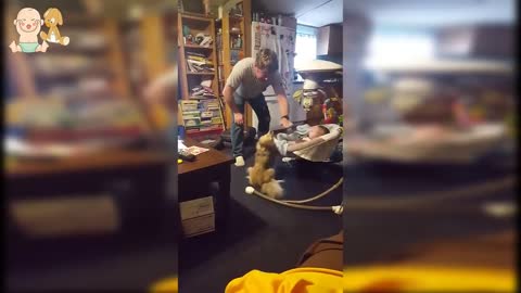 Dog Playing With Children