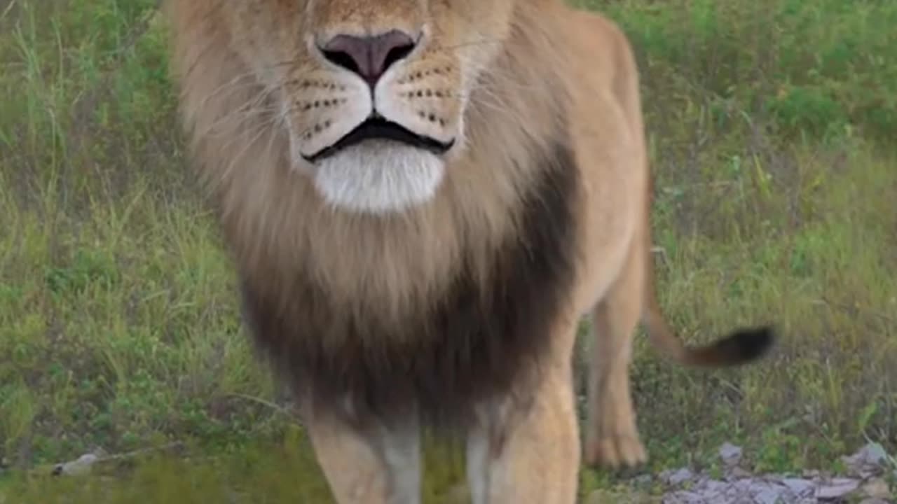 #funny#animal#video
