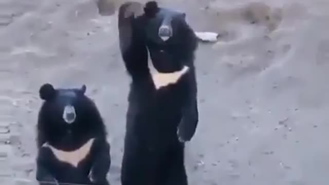 hey the bear is calling you