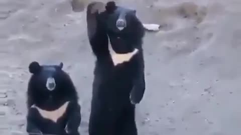 hey the bear is calling you