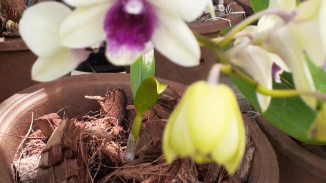 Beautiful flowers
