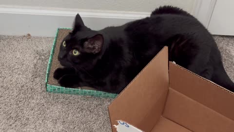 Adopting a Cat from a Shelter Vlog - Cute Precious Piper Manages the Office from Her Tuffet