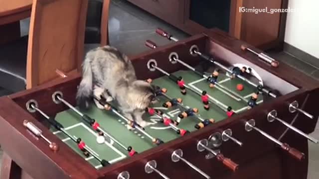 Cat scores goal in foosball