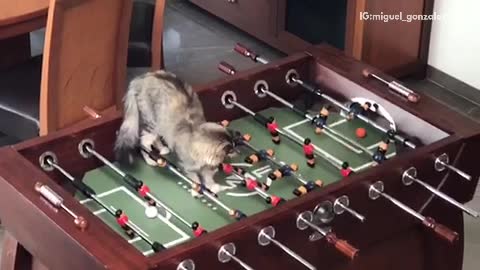 Cat scores goal in foosball