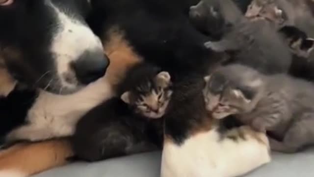 Mama cat makes dog babysit her kittens, pooch’s expression is too cute