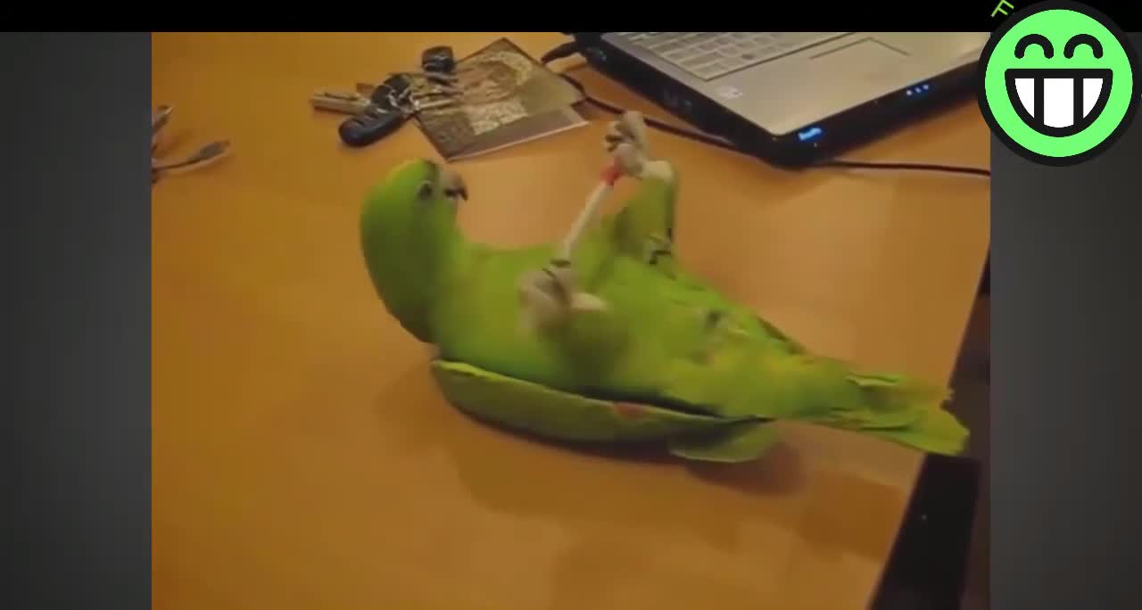 Funny videos of parrot