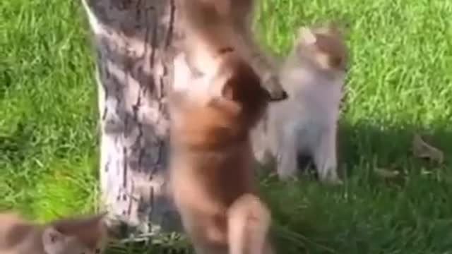 Cat climbs a very big tree to catch a squirrel !