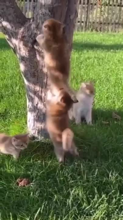 Cat climbs a very big tree to catch a squirrel !