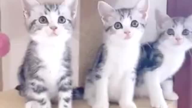 cute cat magic trick