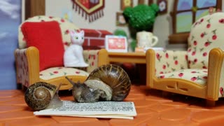 These Kissing Snails Are The Cutest!