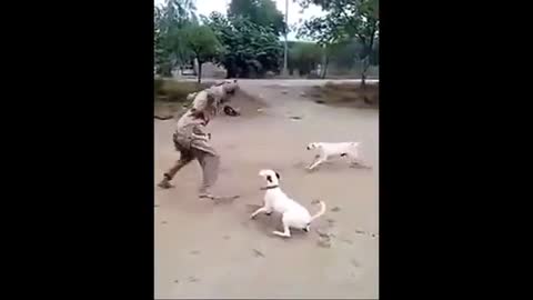 3 dogs fight with man