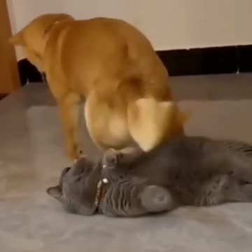 Funniest cats and dogs Videos 🐶 🐱 |294|😂#shorts