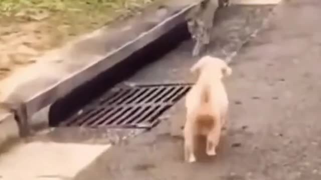 Funny animal videos