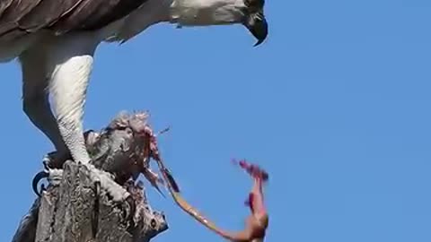 Hunting Hawk Violence