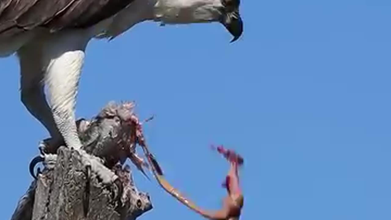 Hunting Hawk Violence