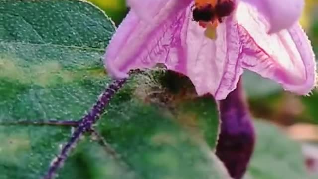 Eggplant flowers in the morning sun