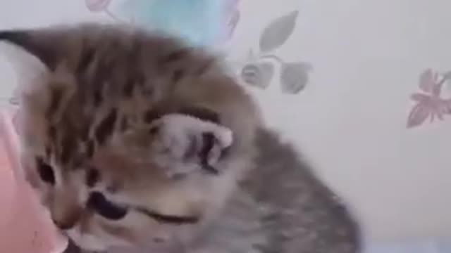 Kitten Playing Funny Video