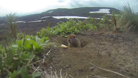 Ardilla terrestre del ártico adora salir en cámara