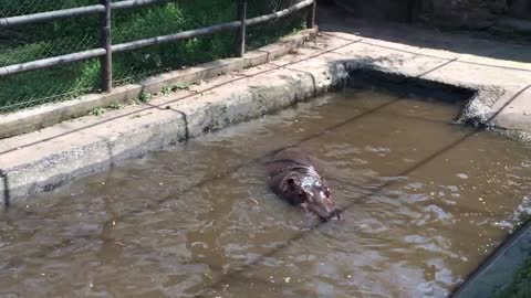 A hippo emerges from the water and yawns.