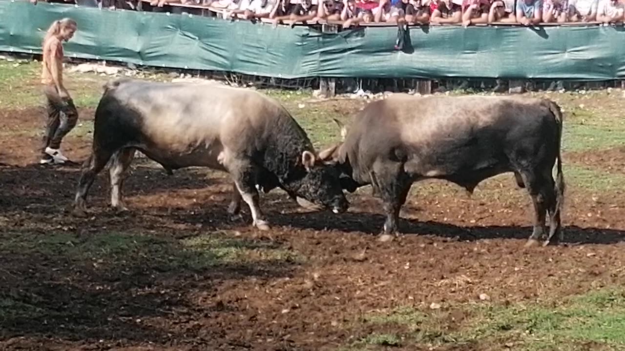 Alkar od Šakića vs Zećo od Baće