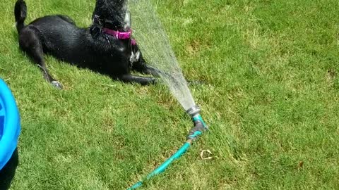 Funny Dog Sophie loves her water hose