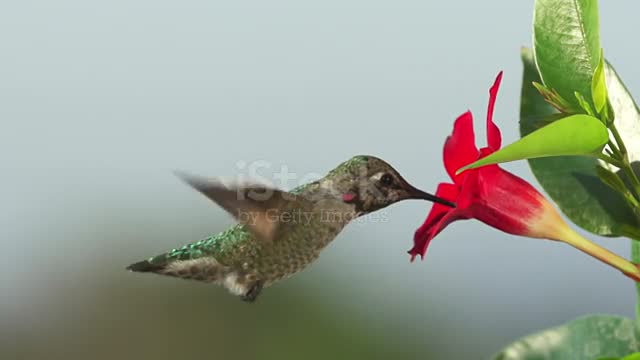 Macro Shot of a hummingbird drinking nectar from a flower.