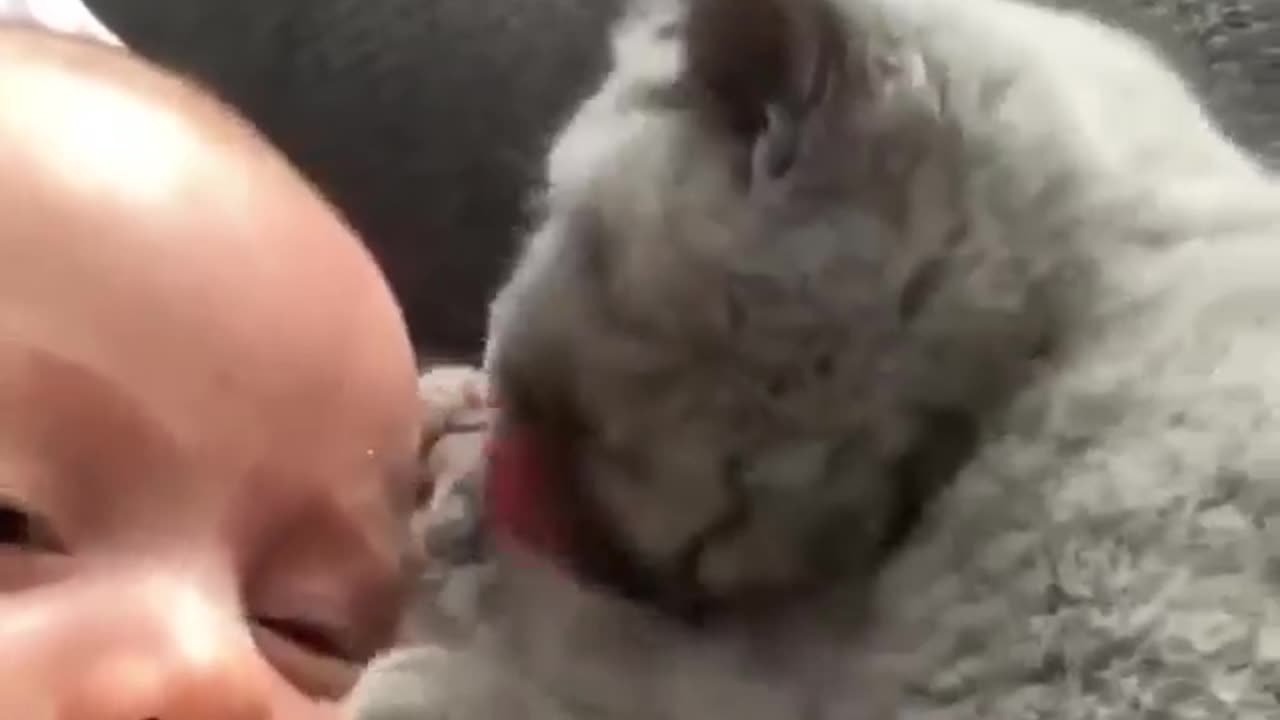 Kitten love for baby #shorts #shortvideo #video #virals #videoviral