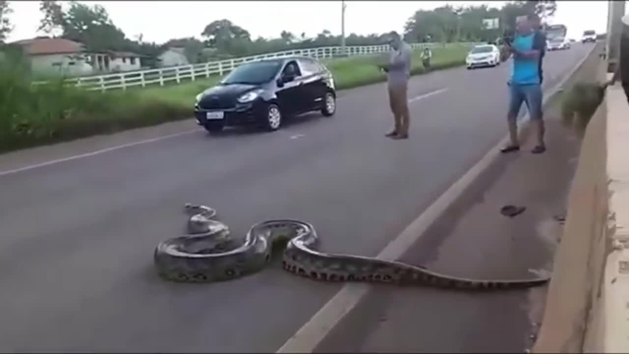 Massive python crossing the highway 🐍