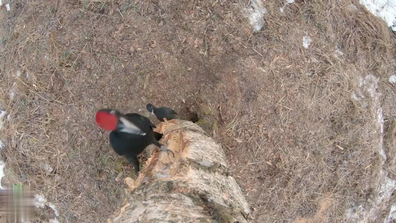 Are Woodpeckers Healing Trees