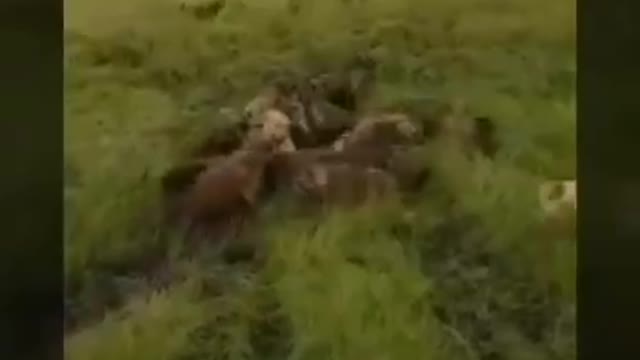 Lion vs hyena