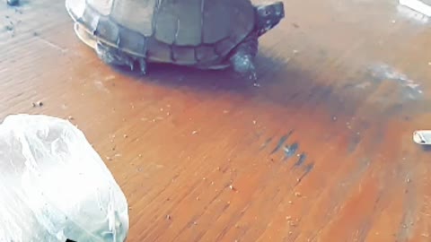 Smokey the turtle