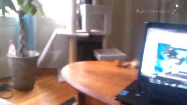 Funny Scared Cat Videos - Startled Cats Compilation | Hilarious Cats