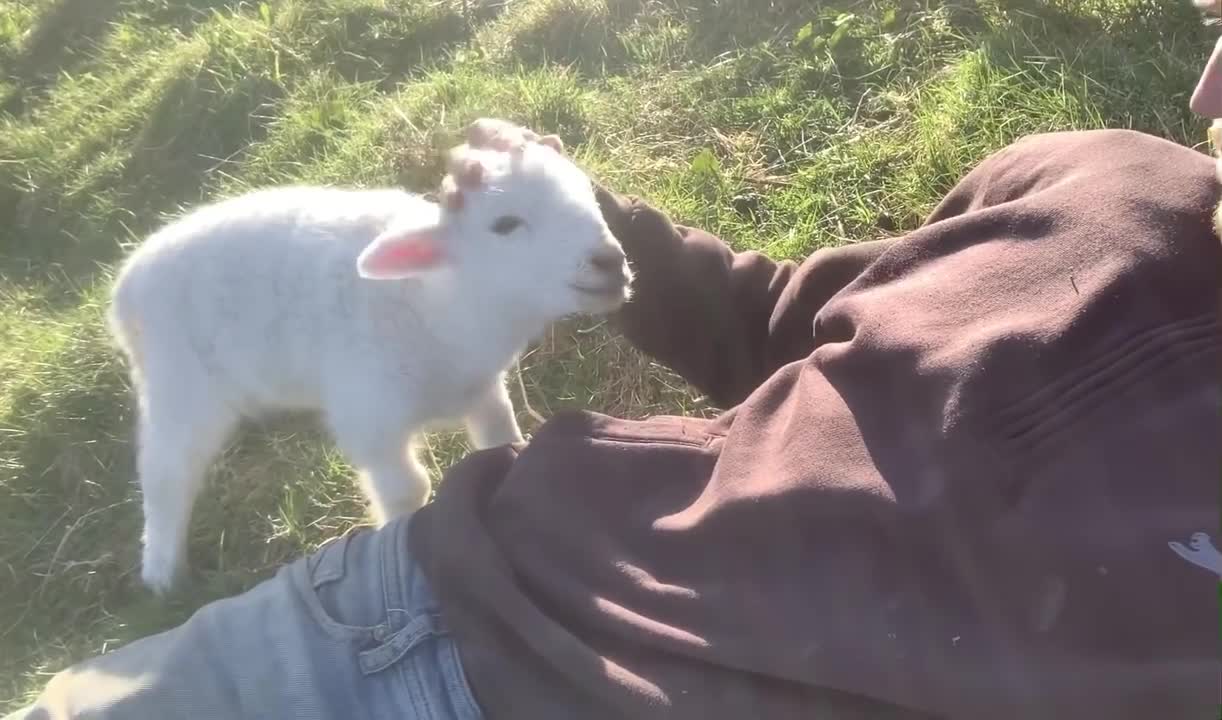 Cute Lamb Politely asks for Attention