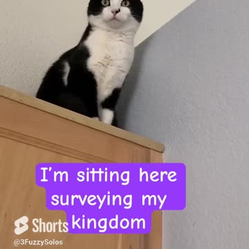 Leia surveying her kingdom & looking down at the peasants, Dad & Mom 😹 #CatsKingdom #CatRules