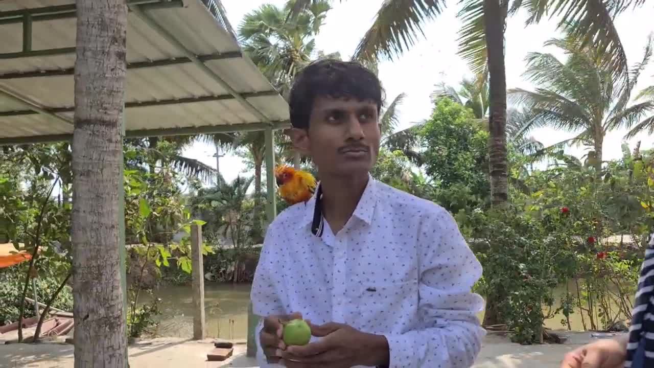 Parrot Free Flight - Sticky Attached Sunconure