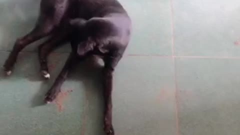 Teach puppies to do circus while they sleep