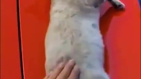 funny pets vol 1