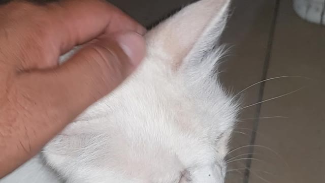 Cute cat hmm