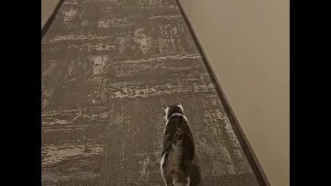 Mr. Rocky Likes to be Chased Down Hallway