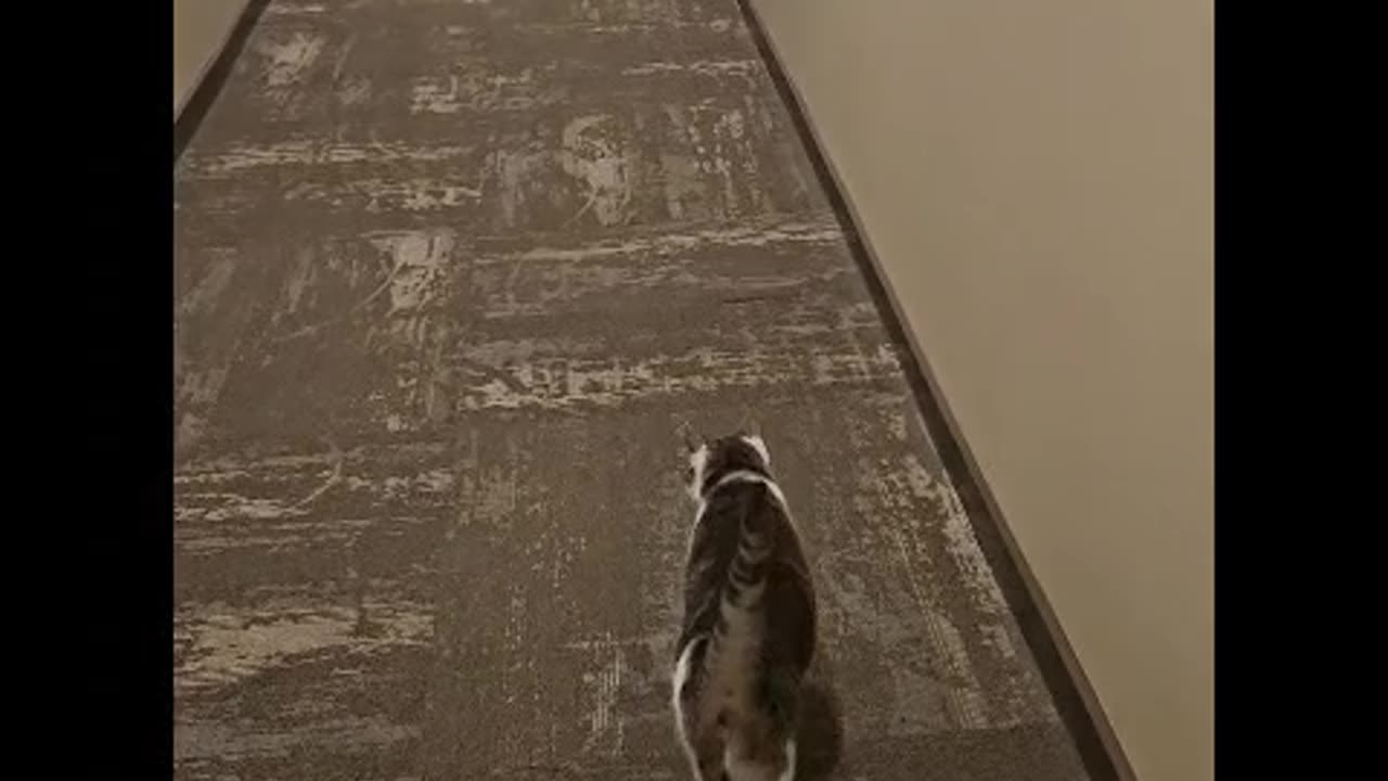 Mr. Rocky Likes to be Chased Down Hallway