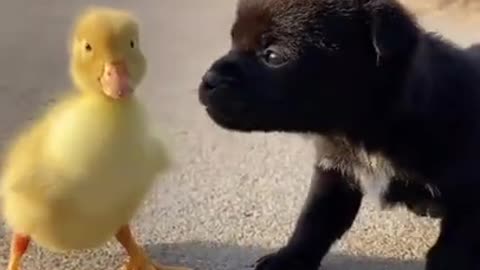 Funny Animal Video | Awesome Funny Pet Animal. 🤣🤣