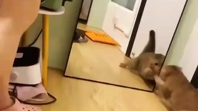 Funny and Cute Cats Videos #107 │ Gadis Sekarwangi