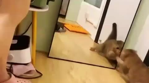 Funny and Cute Cats Videos #107 │ Gadis Sekarwangi