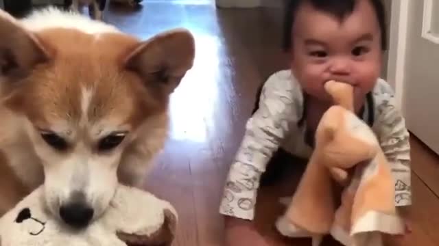 Cute Baby Moves Toys With His Fellow Puppies